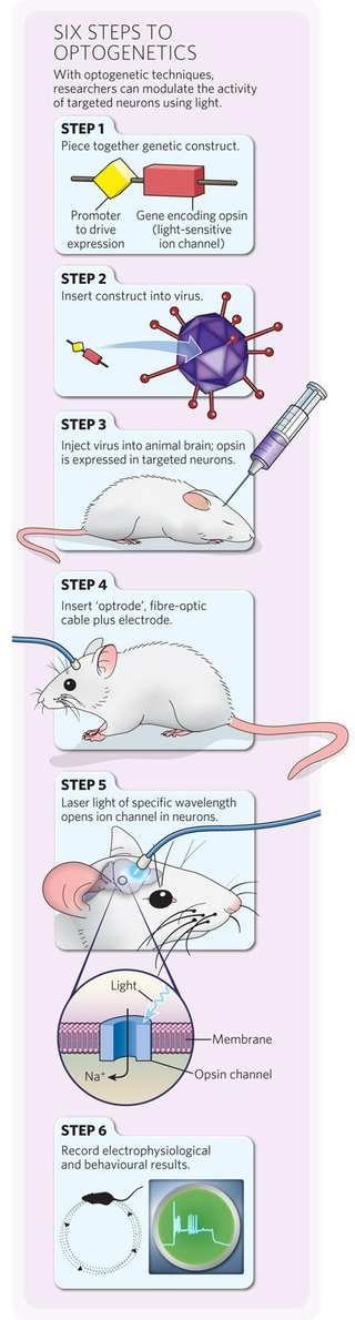 Illustration for article titled Scientists use light to control monkey brains